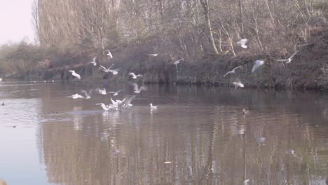 gulls gathering on water