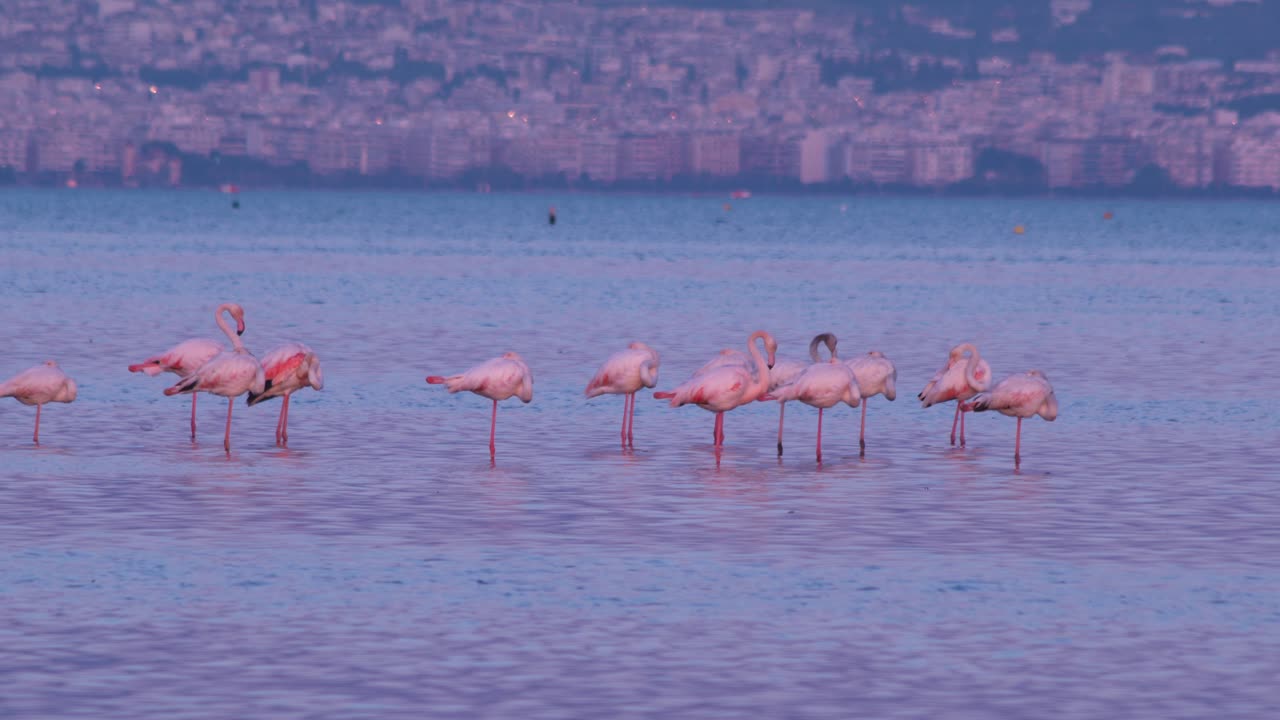 플라밍고, 포니코프터스 로세우스 도시 배경