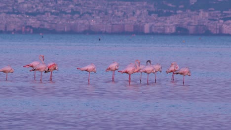 Flamingos,-Phoenicopterus-Roseus-Im-Städtischen-Hintergrund