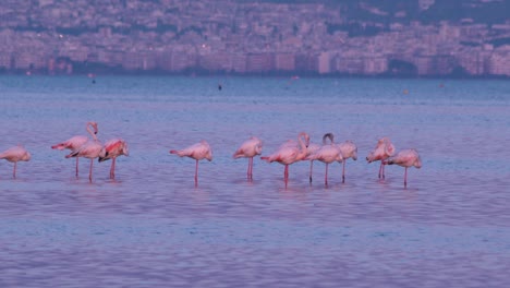 flamencos, phoenicopterus roseus en el fondo urbano