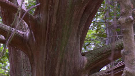 Corteza-Del-Tronco-De-Un-árbol-De-Secoya-En-Maryland,-EE.UU.