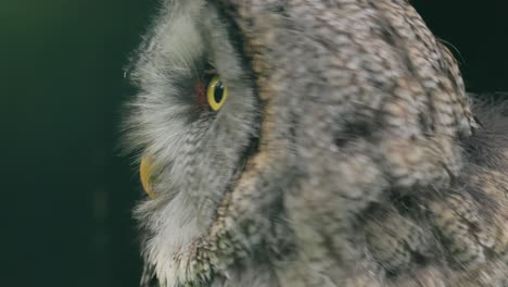 great grey owl (strix nebulosa) close-up.