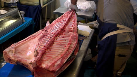 slow motion of a male chef chopping off the hole spine of a fresh blue fin tuna