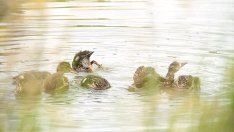 ducks dive in and out of water in pond