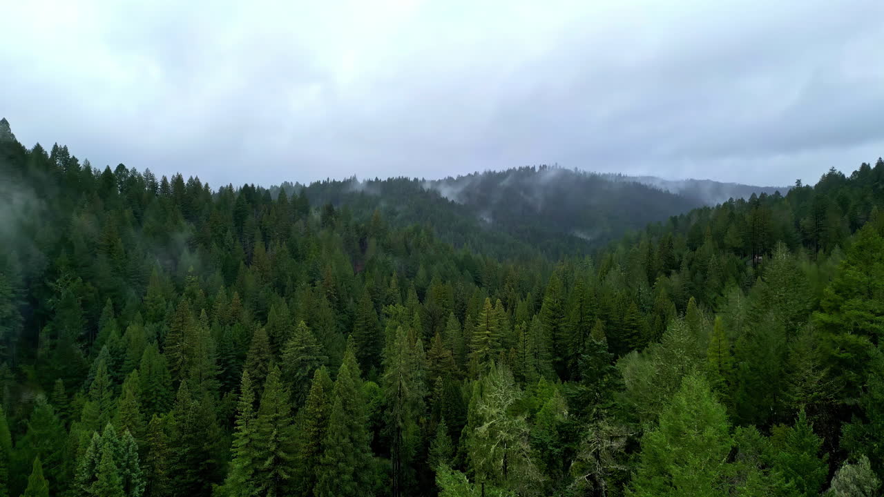Ripresa aerea con drone in ascesa sulle fitte foreste della California