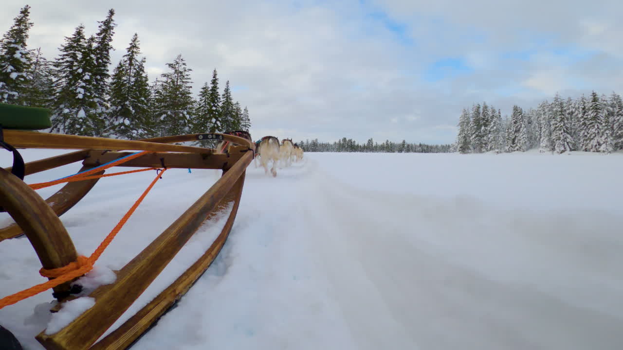 POV dal basso: squadra di cani husky da slitta che corre su un sentiero boschivo innevato, in Lapponia.