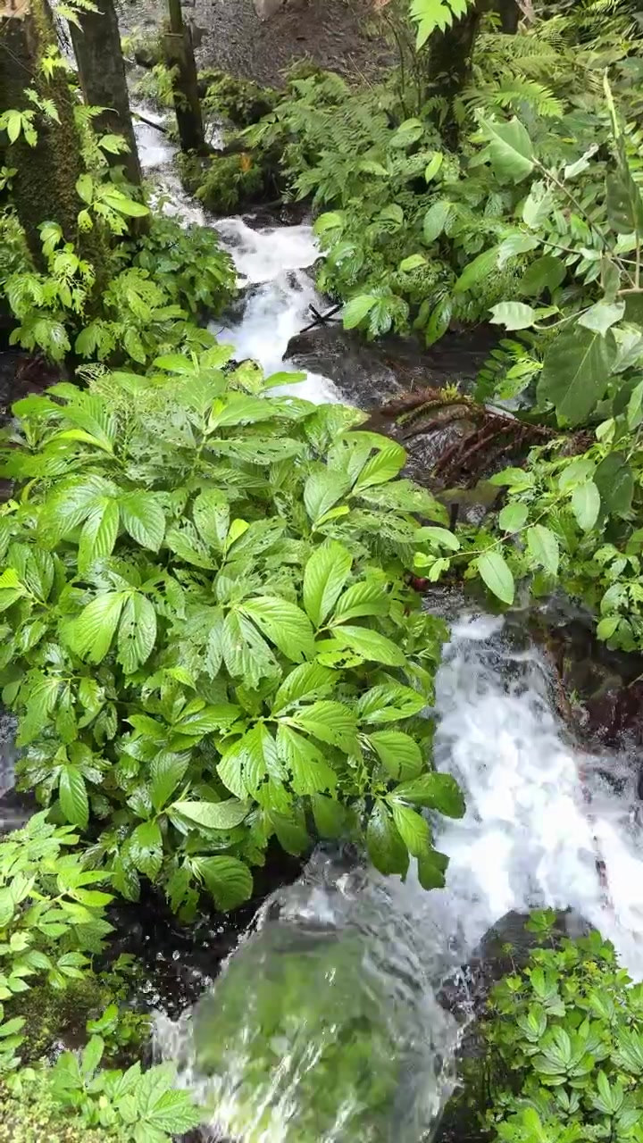 Aliran Sungai Hutan Kecil Melalui Vegetasi Hijau Lebat