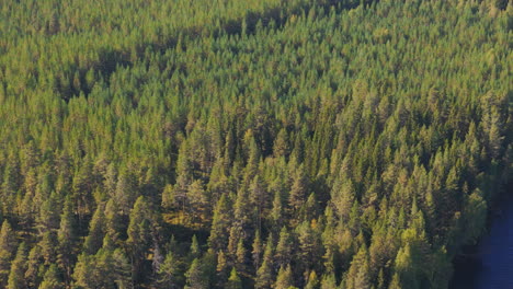 Lebendige-Drohnenaufnahmen-Fangen-Die-Ruhige-Schönheit-Eines-Schwedischen-Waldes-Ein,-Der-In-Goldenes-Sonnenlicht-Getaucht-Ist