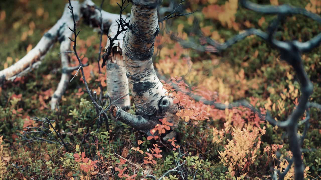 Et nærbillede af dværgbirketræets knoede og snoede stamme