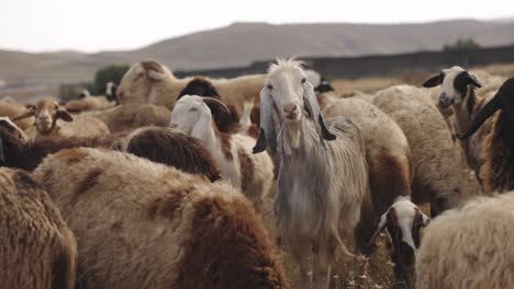 shepherd with flock of sheep