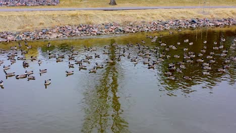 tomas de gansos canadienses salvajes durante su migración invernal en colorado