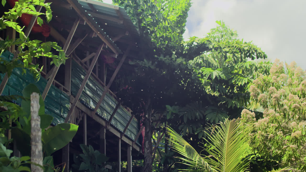 Winds blow leaves and other debris on a sunny day on a goat farm in Siargao, Philippines.