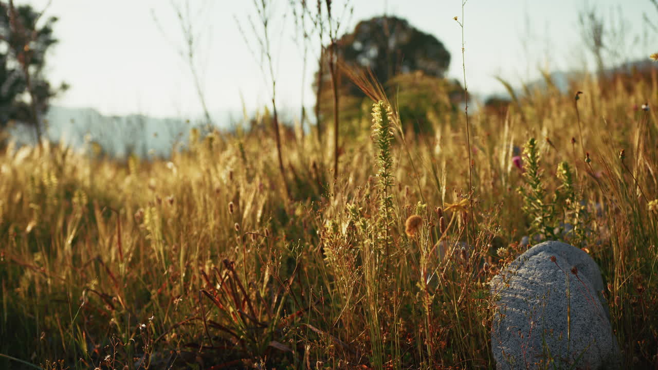 On a Hill in Sicily, the Febile Wheat Moves in Nature By Low Wind