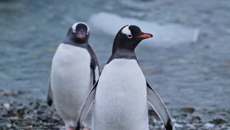 two gentoo penguins on a beach in antarctica