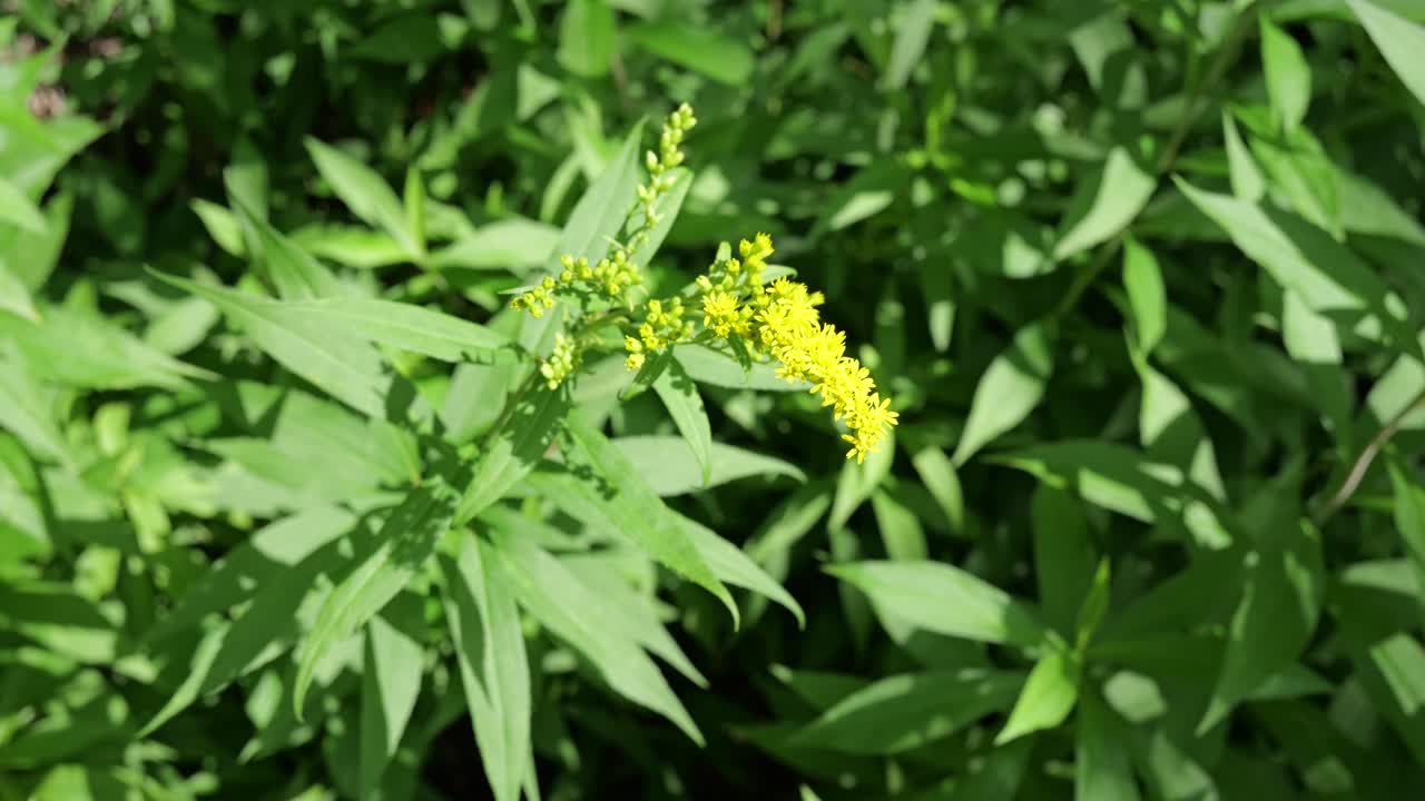 Tall giant goldenrod (solidago gigantea) plant in mild breeze