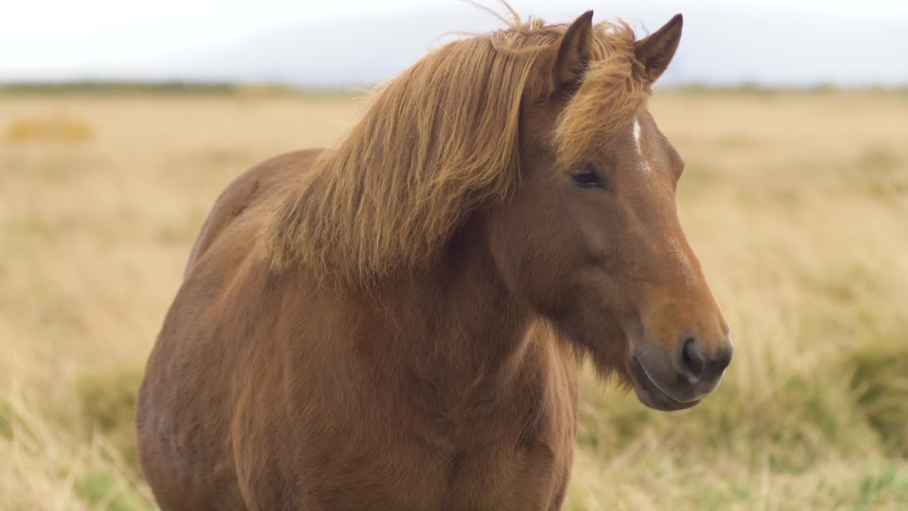Focus on brown Icelandic horse in 4K resolution.