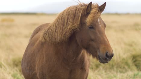 focus on brown icelandic horse in 4k resolution.