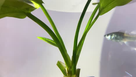 Close-up-shot-of-aquarium-plant-and-shadow-play