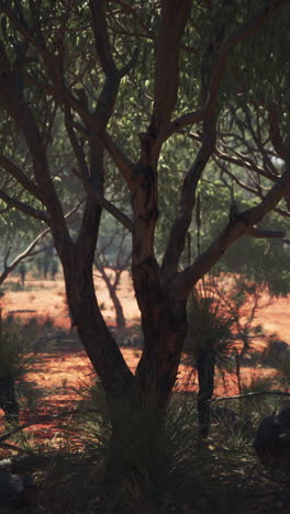 red sand bush with trees