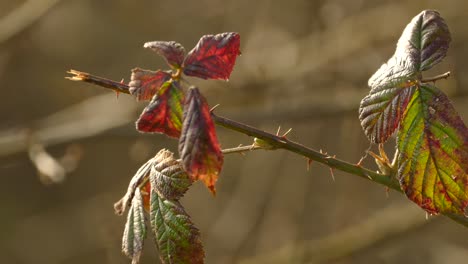 Plant-with-nice-bokeh-effect-filmed-at-Parkgate,-Wirral