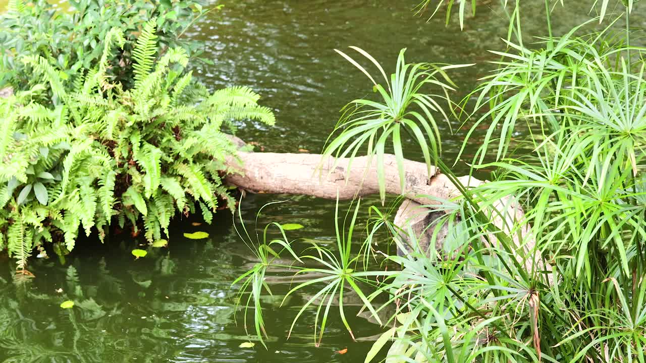 활기찬 식물로 둘러싸인 조용한 연못