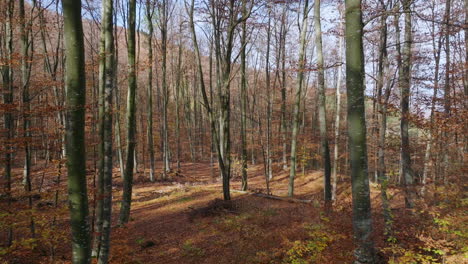 autumn forest landscape with fallen leaves