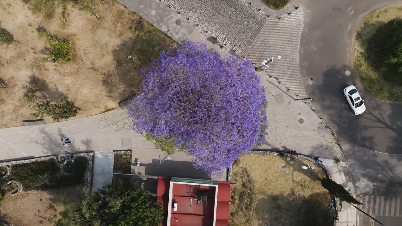 Chapultepec Park, Mexico City, Morning, aerial shot, nature, Mexico