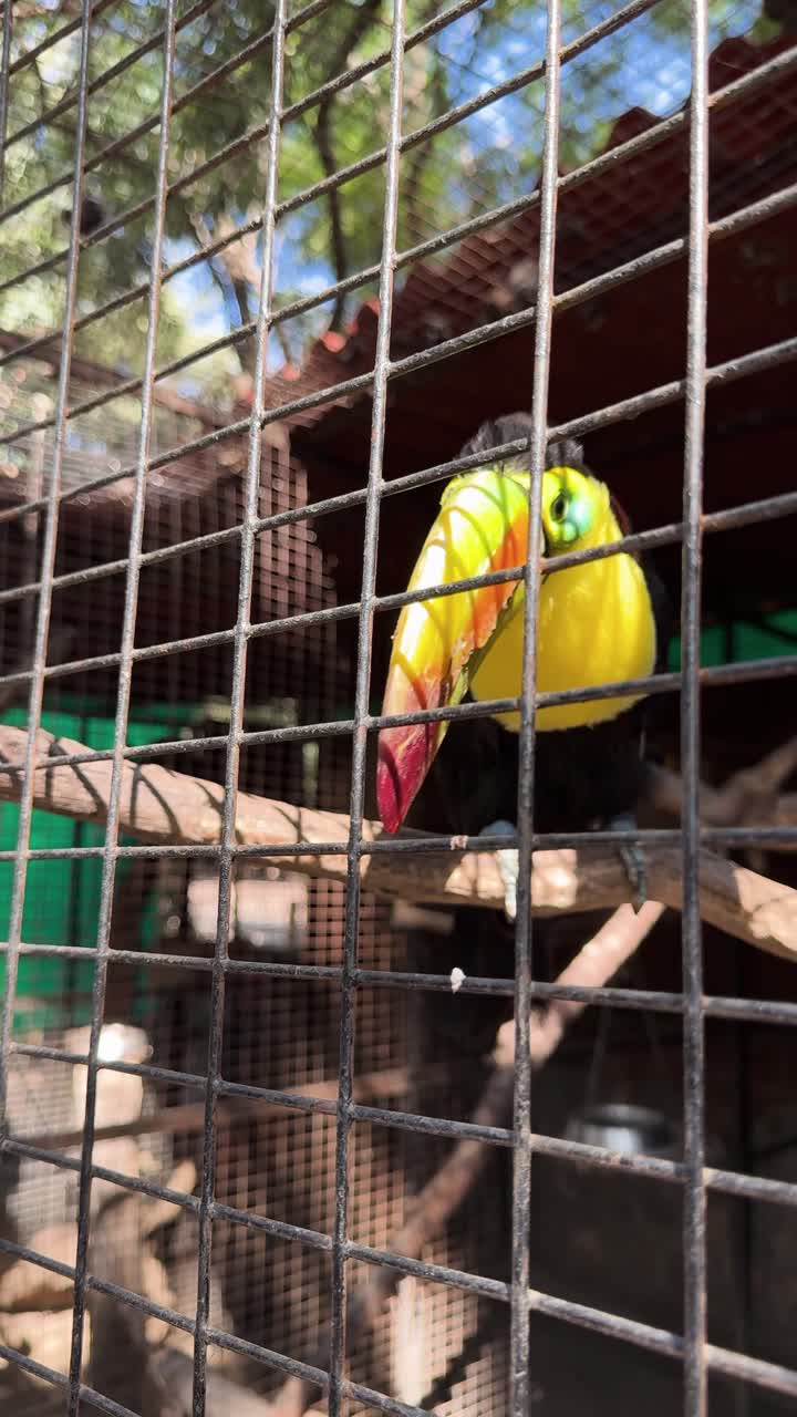 Tucano appollaiato nella gabbia dello zoo di León sotto un cielo soleggiato