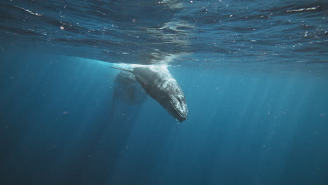swimming with whales in tonga