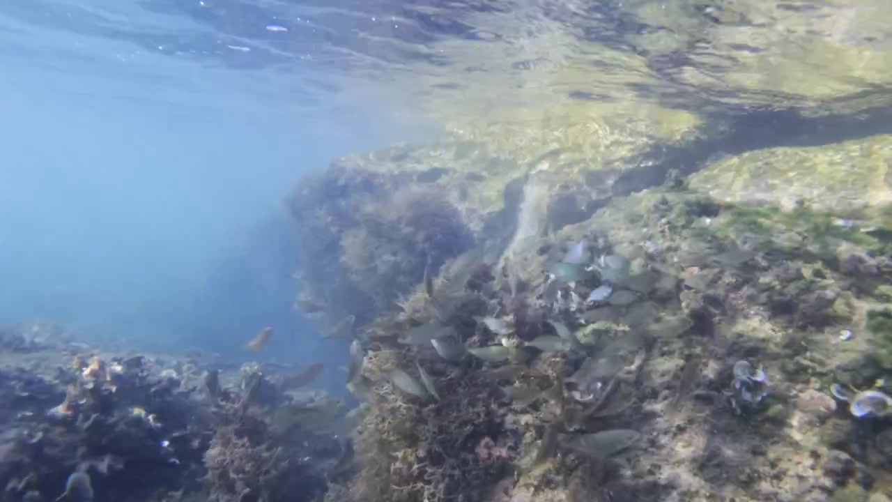 Underwater view of a rocky seabed with various algae and small fish, showing sunlight shimmering on the water surface