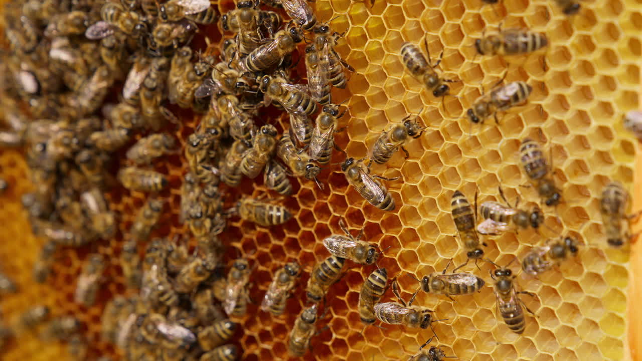 Worker bees move around the created wax cells. Stripy insects crawl over the frame. Close up. Blurred backdrop.