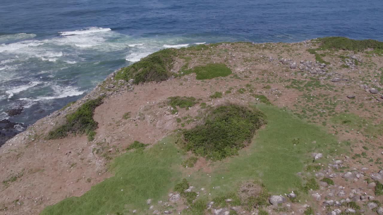 gaviotas volando en la isla rocosa de cook