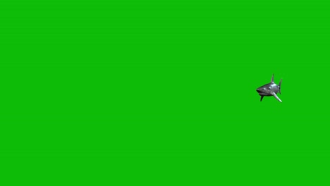 white shark swimming from right to left on green screen, side view, 3d animation
