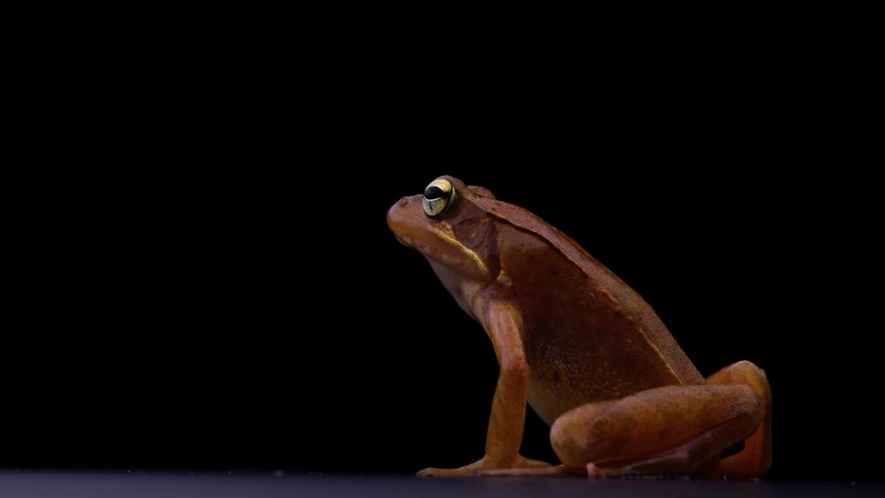 은 갈색 개구리의 4k 비디오