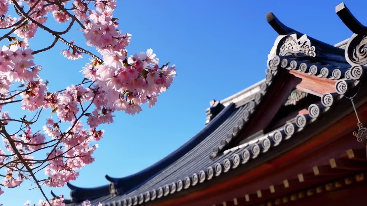 Video da angolazione bassa di fiori di ciliegio che inquadrano un tetto tradizionale giapponese con un cielo sereno sullo sfondo