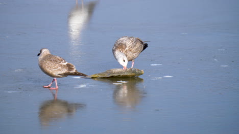 Seagulls-pick-at-a-dead-and-frozen-fish-while-trying-not-to-slip-on-the-ice