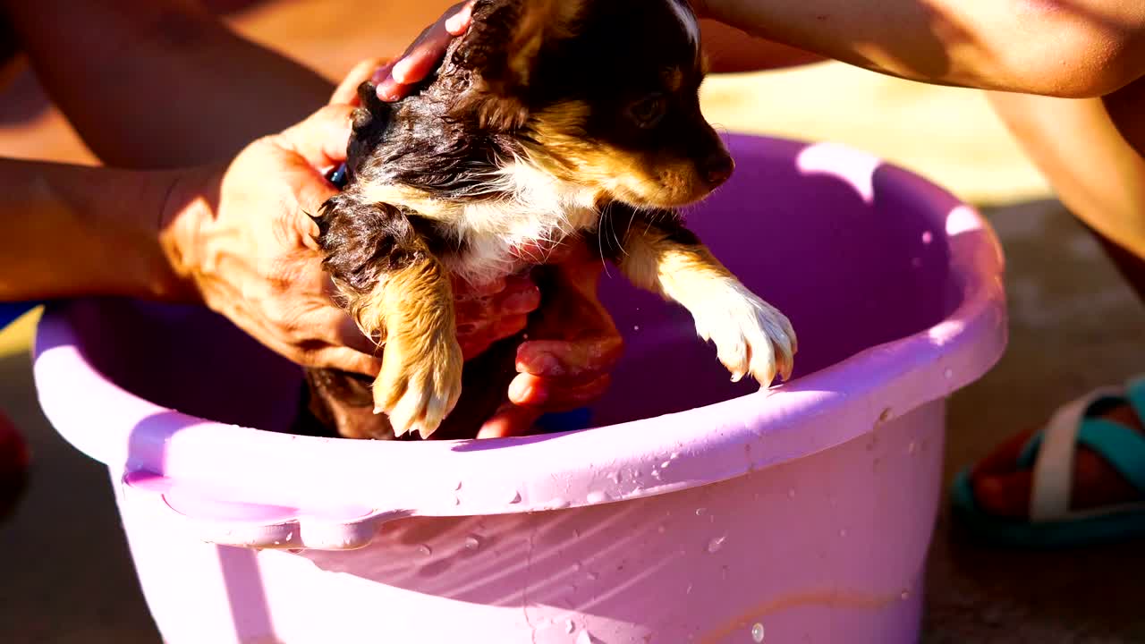 perro cachorro chihuahua bañándose en el lavabo