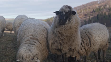 several valais blacknose sheep grazing