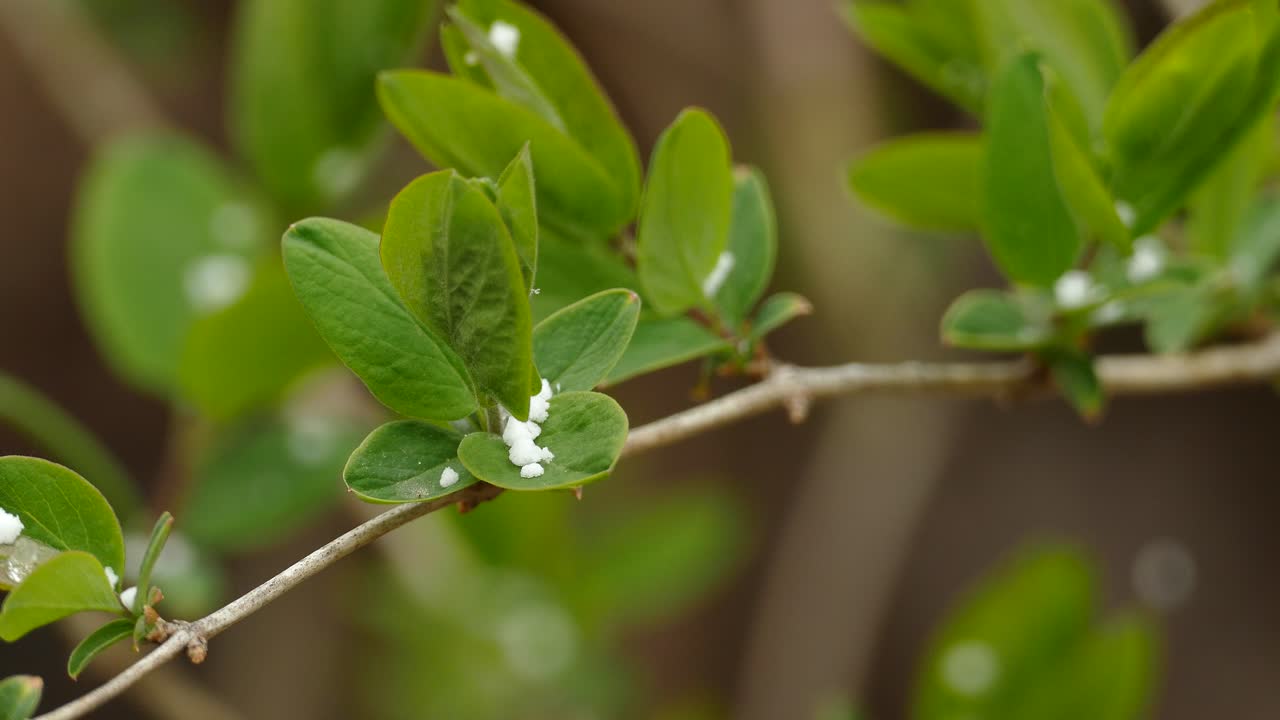 Large snowflake falling on a leaf