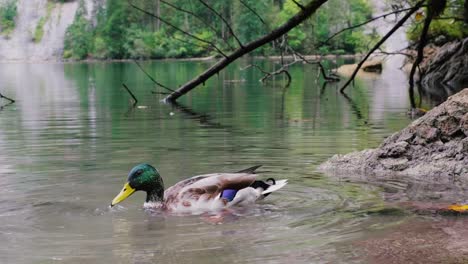 Amazing-mallard-duck-eating---hunting-in-lake-with-blue-water-under-sunlight-landscape