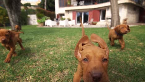 muchos cachorros de vizsla corren y quieren jugar con la videocámara tratando de morderla
