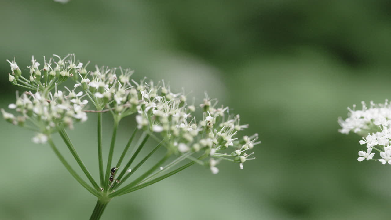 흐린 날 작은 꽃 위를 기어다니는 개미