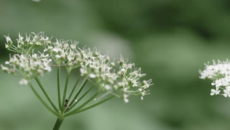 an ant crawls around on a tiny flower on an overcast day