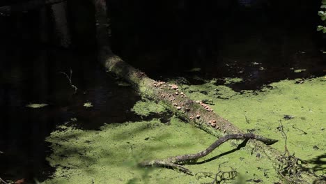 Una-Toma-Serena-De-Hongos-Silvestres-Que-Crecen-En-Un-árbol-Caído-En-Un-Estanque-Forestal