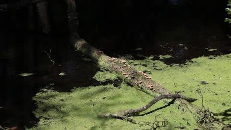 una toma serena de hongos silvestres que crecen en un árbol caído en un estanque forestal