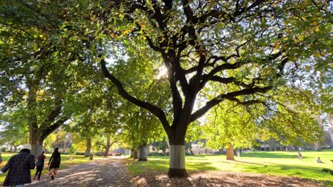 people walking under trees in a sunny park