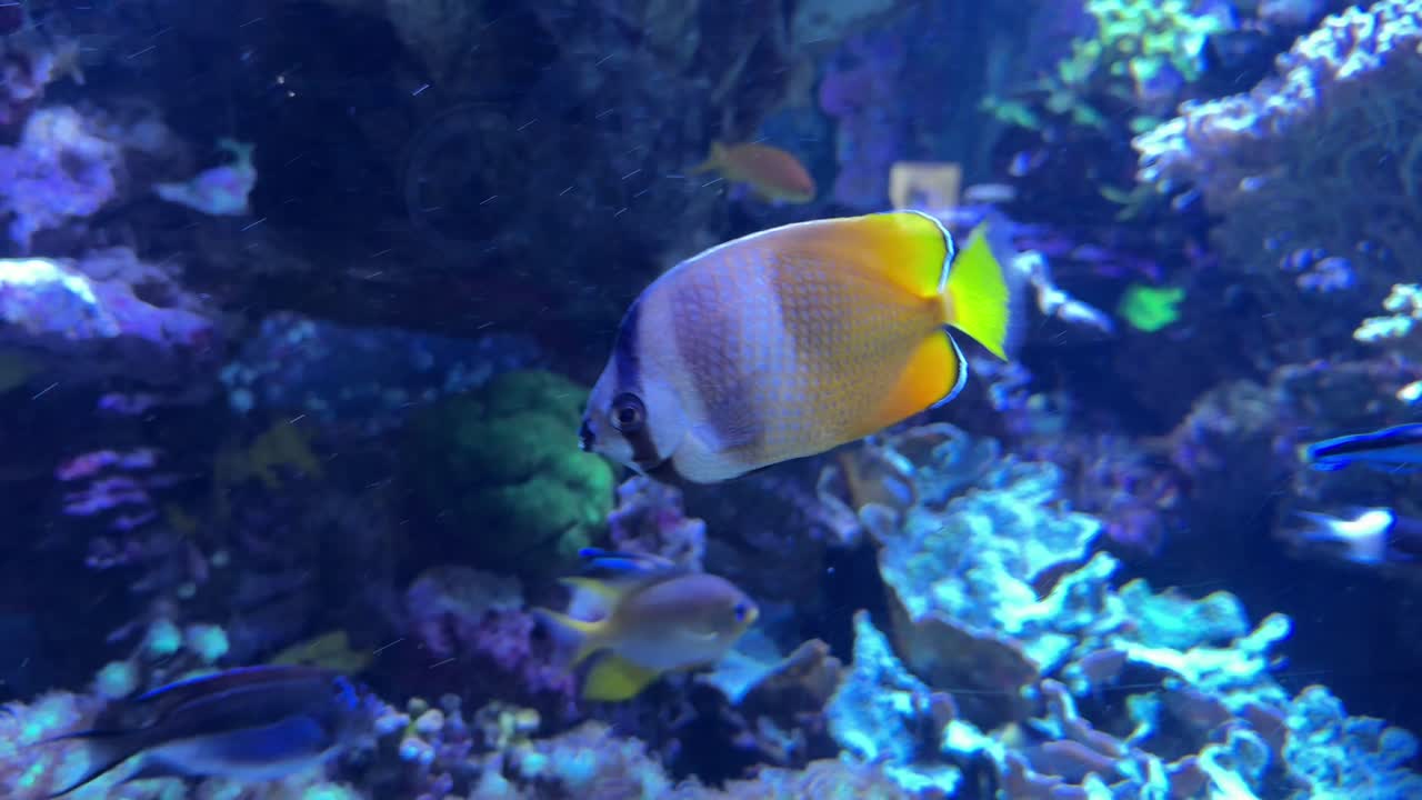 Farverige, tropiske fisk, der svømmer blandt levende koraller i et akvarium