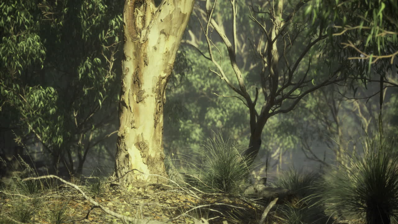 Mystical forest at dawn revealing hidden beauty and rich textures