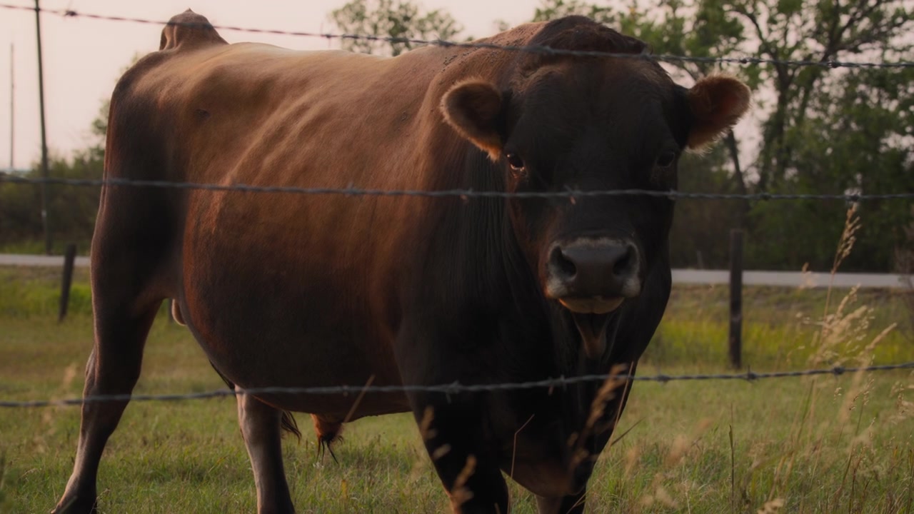 Toro in piedi dietro la recinzione