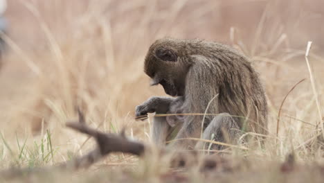 monkey mother with nursing infant sitting on the grassy savannah in africa